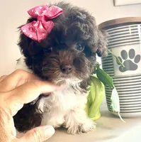 Teacup Torie, a female Havapoo for sale in Uniontown, OH – 1 of 7