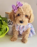 Tiny tulip, a female Maltipoo for sale in Uniontown, OH – 3 of 7