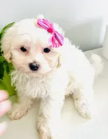 Teacup Tenley, a female Maltese for sale in Uniontown, OH – 3 of 7