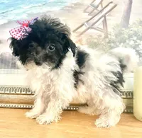 Teacup Tina, a female Maltipoo for sale in Uniontown, OH – 2 of 7