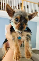 Teacup Troy, a male Yorkshire Terrier for sale in Uniontown, OH – 6 of 8