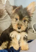 Renee, a female Yorkshire Terrier for sale in Uniontown, OH – 2 of 8