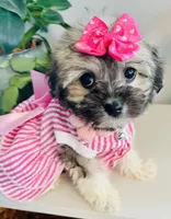 Toy sized Nori, a female Havanese for sale in Uniontown, OH – 4 of 7