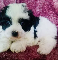 Sailor, a male Havanese for sale in Uniontown, OH – 2 of 4
