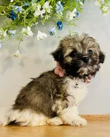 Toy sized Nori, a female Havanese for sale in Uniontown, OH – 3 of 7