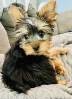 Luna, a female Yorkshire Terrier for sale in Uniontown, OH – 5 of 7