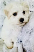 Cream, a male Havanese for sale in Uniontown, OH – 2 of 7