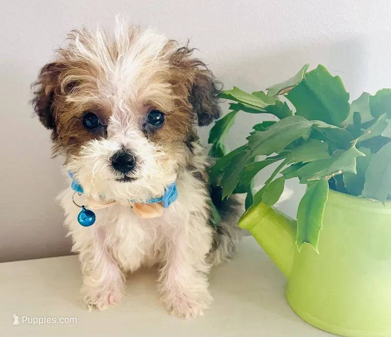 Teacup Tuck – Maltipoo puppy for sale in Uniontown, OH