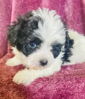 Sophie, a female Havanese for sale in Uniontown, OH – 7 of 8