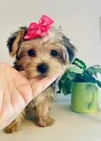 Tiny Tiarra, a female Yorkshire Terrier for sale in Uniontown, OH – 1 of 7