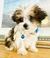 Teacup Tuck, a male Maltipoo for sale in Uniontown, OH – 4 of 10