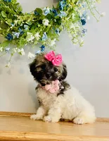 Toy sized Nori, a female Havanese for sale in Uniontown, OH – 2 of 7