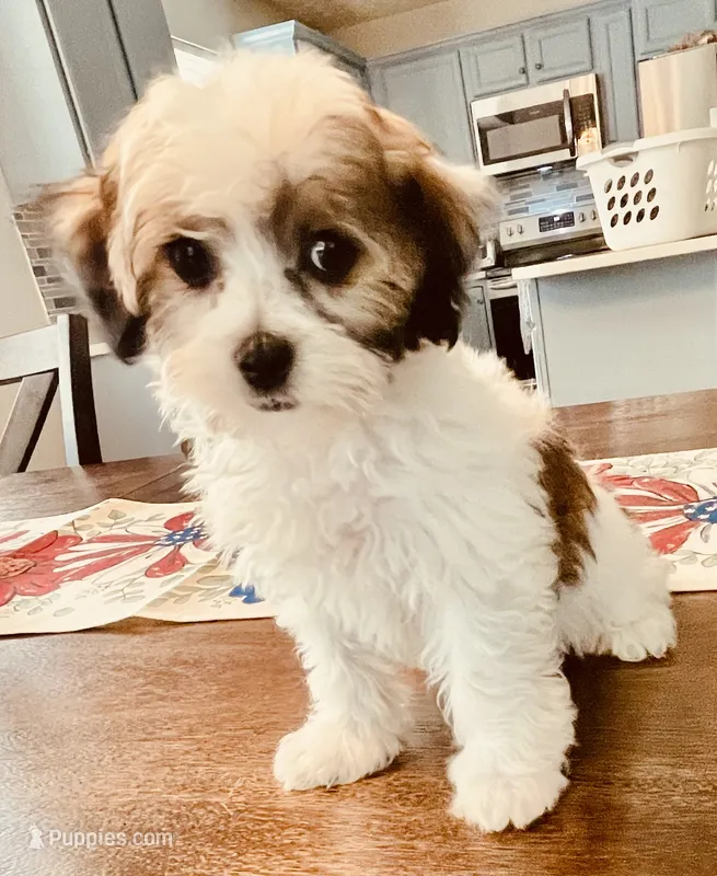 Stuart – Havanese puppy for sale in Uniontown, OH