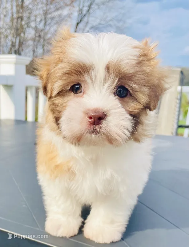 Tulip – Maltese, Shih Tzu puppy for sale in Uniontown, OH