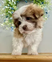Tulip, a female Maltese and Shih Tzu for sale in Uniontown, OH – Photo 9 of 9