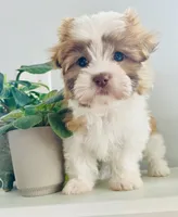 Tulip, a female Maltese and Shih Tzu for sale in Uniontown, OH – Photo 7 of 9