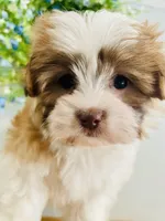 Tulip, a female Maltese and Shih Tzu for sale in Uniontown, OH – Photo 8 of 9