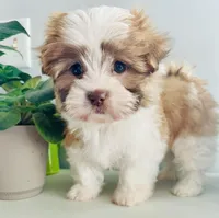 Tulip, a female Maltese and Shih Tzu for sale in Uniontown, OH – Photo 4 of 9