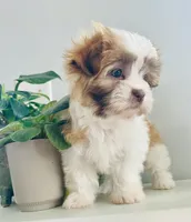 Tulip, a female Maltese and Shih Tzu for sale in Uniontown, OH – Photo 3 of 9