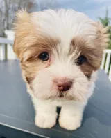 Tulip, a female Maltese and Shih Tzu for sale in Uniontown, OH – Photo 6 of 9