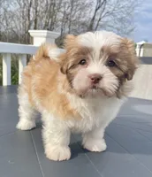 Tulip, a female Maltese and Shih Tzu for sale in Uniontown, OH – Photo 2 of 9
