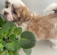 Tulip, a female Maltese and Shih Tzu for sale in Uniontown, OH – Photo 5 of 9