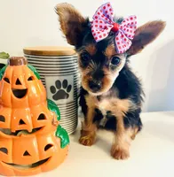 Teacup Pumpkin, a female Yorkshire Terrier for sale in Uniontown, OH – 3 of 9