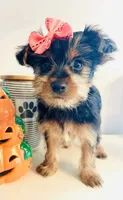Little Candy, a female Yorkshire Terrier for sale in Uniontown, OH – 7 of 8