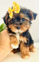 Teacup Talia, a female Morkie for sale in Uniontown, OH – 3 of 9