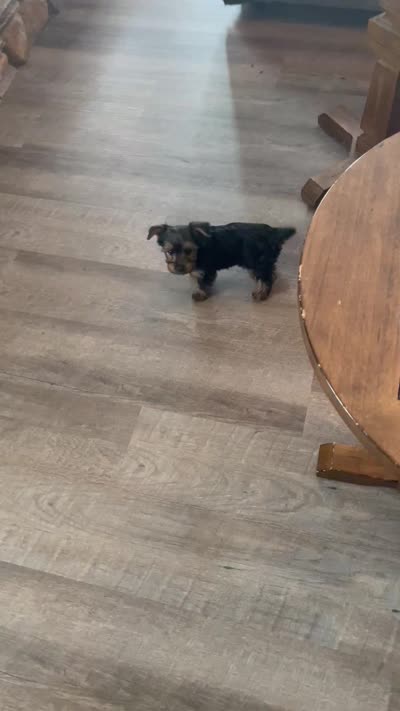 Tiny Tilly, a female Yorkshire Terrier for sale in Uniontown, OH – 10 of 10
