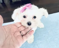 Teacup tiana, a female Maltese for sale in Uniontown, OH – 3 of 9