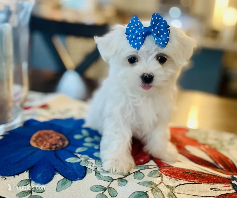 Tiny Daina – Maltese puppy for sale in Uniontown, OH