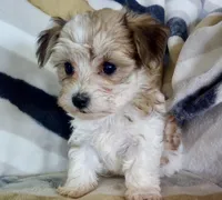 Missy, a female Shichon for sale in Uniontown, OH – 6 of 6