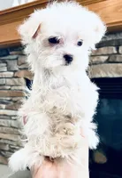 Teacup Dolly, a female Maltese for sale in Uniontown, OH – 4 of 6