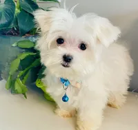 Teacup Toby, a male Maltese for sale in Uniontown, OH – 7 of 7