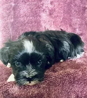 Black and white , a male Havanese for sale in Uniontown, OH – 7 of 8