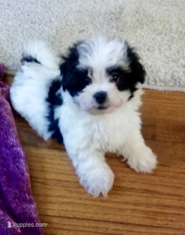 Sailor – Havanese puppy for sale in Uniontown, OH