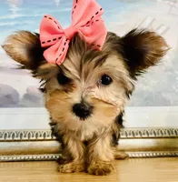 Princess (teacup), a female Yorkshire Terrier for sale in Uniontown, OH – 5 of 7