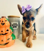 Teacup Autumn, a female Yorkshire Terrier for sale in Uniontown, OH – 6 of 8