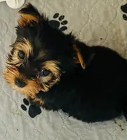Little luke, a male Yorkshire Terrier for sale in Uniontown, OH – 2 of 5