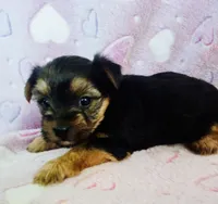 Mia, a female Yorkshire Terrier for sale in Uniontown, OH – 4 of 5