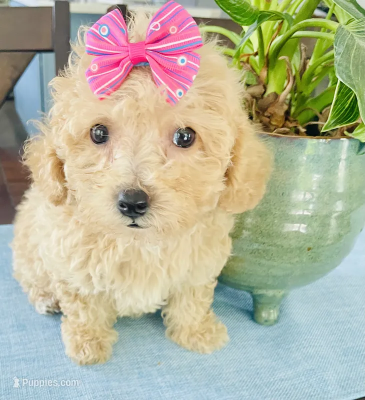 Tiny Torie – Maltipoo puppy for sale in Uniontown, OH