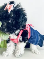 Toy sized Star, a female Havanese for sale in Uniontown, OH – Photo 7 of 8