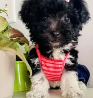 Toy sized Star, a female Havanese for sale in Uniontown, OH – Photo 4 of 8