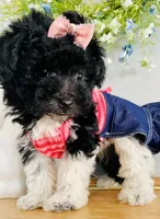 Toy sized Star, a female Havanese for sale in Uniontown, OH – Photo 8 of 8