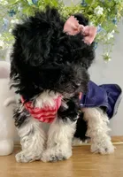 Toy sized Star, a female Havanese for sale in Uniontown, OH – Photo 6 of 8