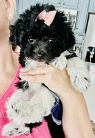 Toy sized Star, a female Havanese for sale in Uniontown, OH – Photo 3 of 8