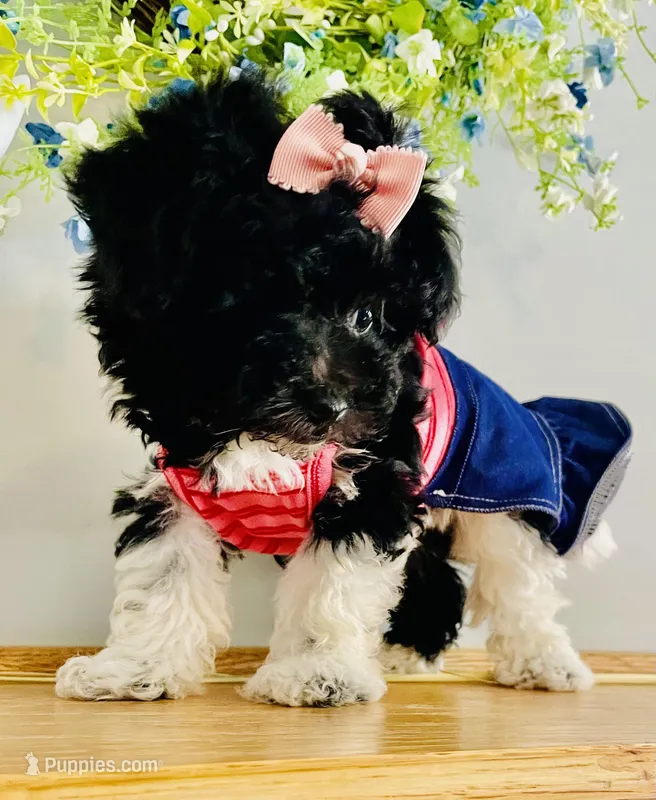 Toy sized Star – Havanese puppy for sale in Uniontown, OH