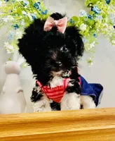 Toy sized Star, a female Havanese for sale in Uniontown, OH – Photo 5 of 8