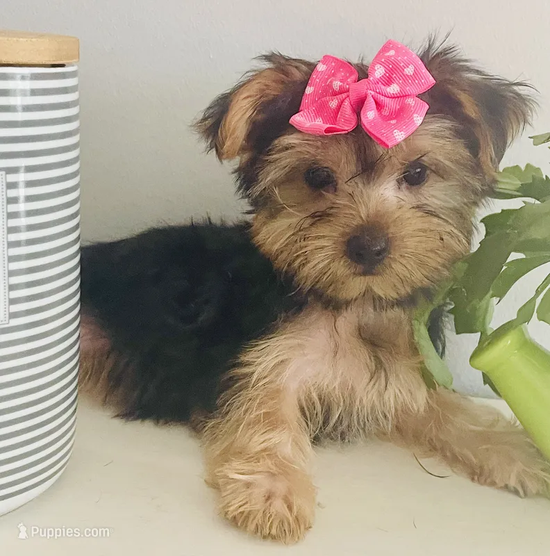 Sierra – Yorkshire Terrier puppy for sale in Uniontown, OH